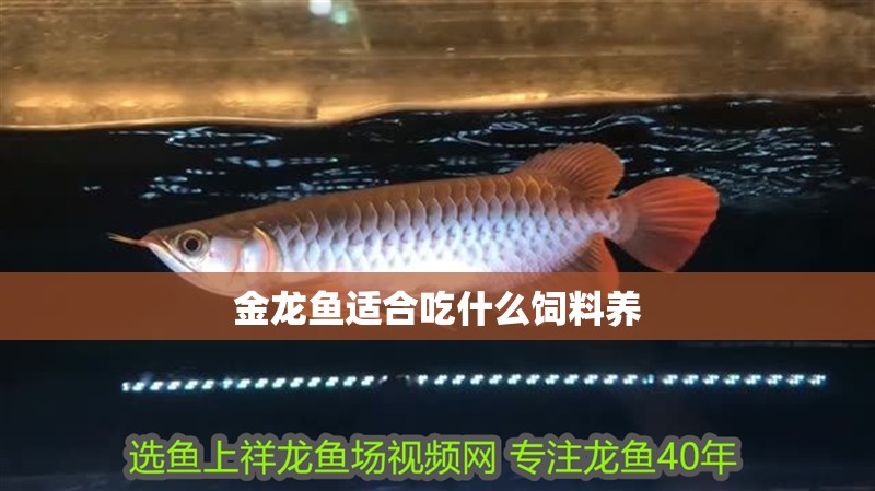 金龍魚適合吃什么飼料養