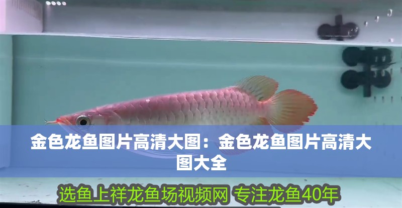 金色龍魚(yú)圖片高清大圖：金色龍魚(yú)圖片高清大圖大全