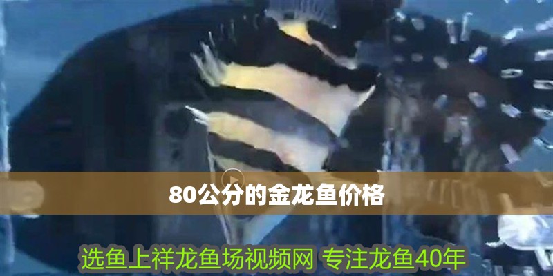 80公分的金龍魚價格