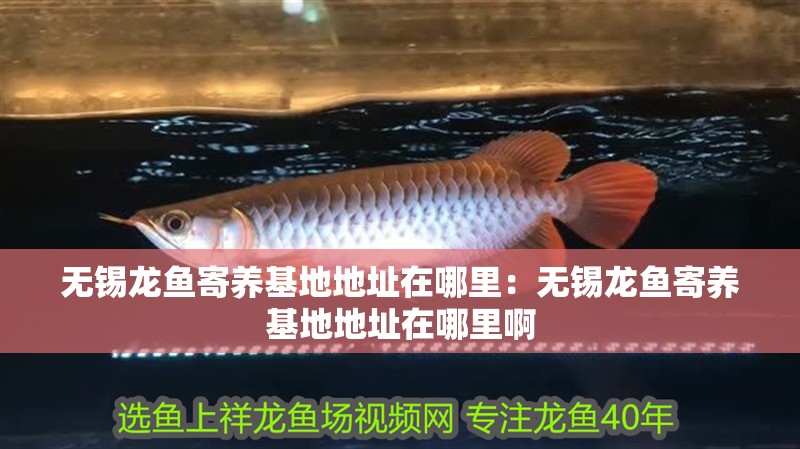 無(wú)錫龍魚(yú)寄養(yǎng)基地地址在哪里：無(wú)錫龍魚(yú)寄養(yǎng)基地地址在哪里啊