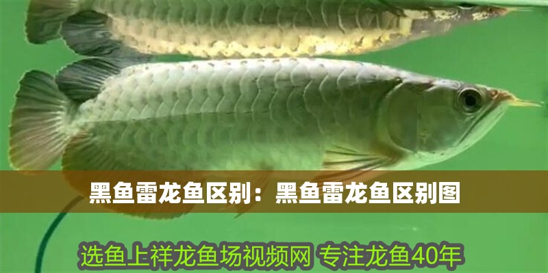黑魚雷龍魚區(qū)別：黑魚雷龍魚區(qū)別圖 黑魚雷龍魚區(qū)別：黑魚雷龍魚區(qū)別圖 水族問答