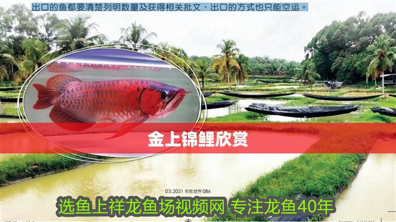 金上錦鯉欣賞
