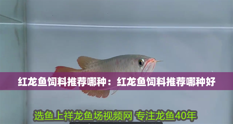 紅龍魚飼料推薦哪種：紅龍魚飼料推薦哪種好