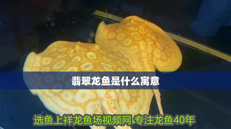 翡翠龍魚是什么寓意