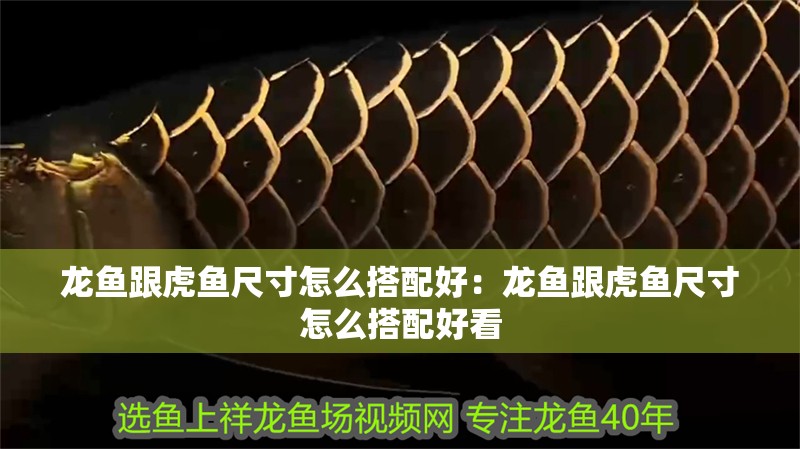 龍魚跟虎魚尺寸怎么搭配好：龍魚跟虎魚尺寸怎么搭配好看