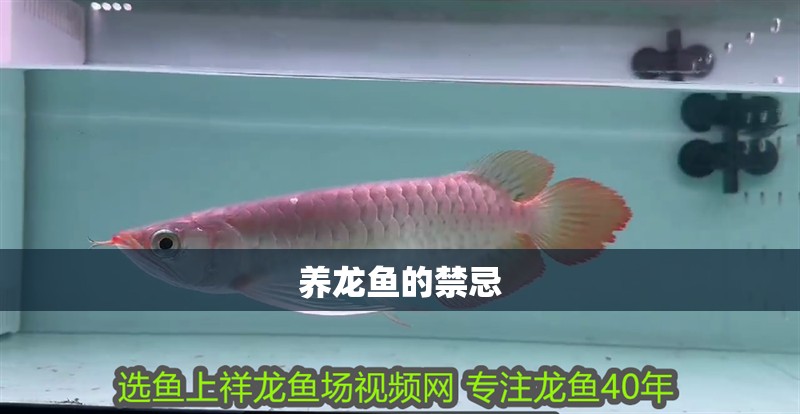 養(yǎng)龍魚(yú)的禁忌