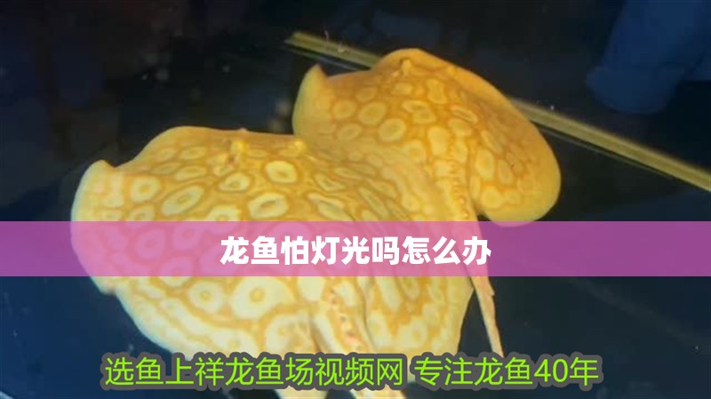 龍魚怕燈光嗎怎么辦