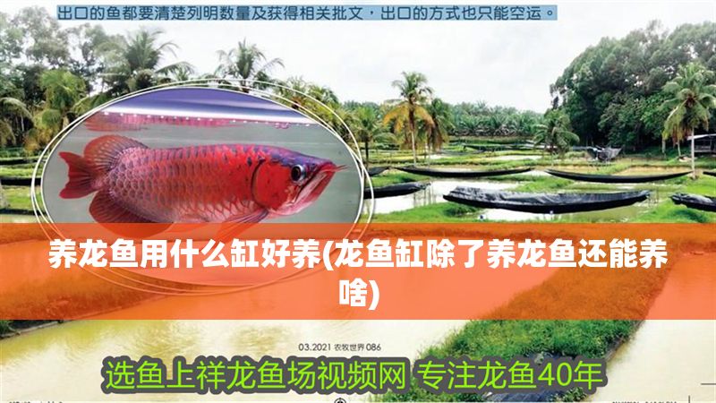 養(yǎng)龍魚用什么缸好養(yǎng)(龍魚缸除了養(yǎng)龍魚還能養(yǎng)啥)