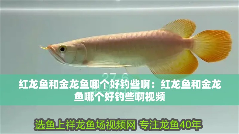 紅龍魚和金龍魚哪個好釣些啊：紅龍魚和金龍魚哪個好釣些啊視頻