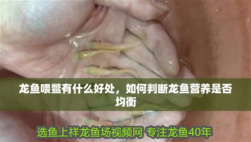 龍魚喂鱉有什么好處，如何判斷龍魚營養是否均衡
