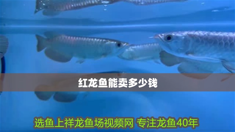 紅龍魚能賣多少錢