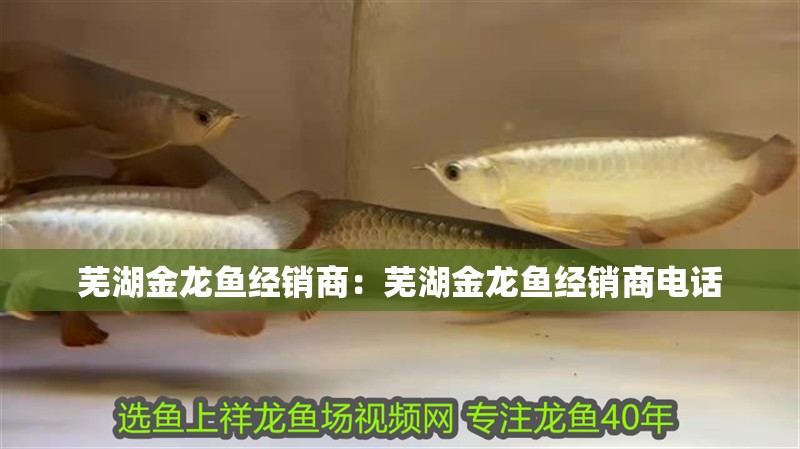蕪湖金龍魚經銷商：蕪湖金龍魚經銷商電話