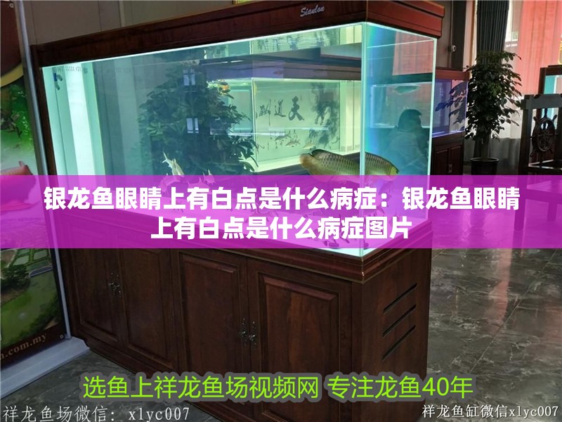 銀龍魚眼睛上有白點是什么病癥：銀龍魚眼睛上有白點是什么病癥圖片