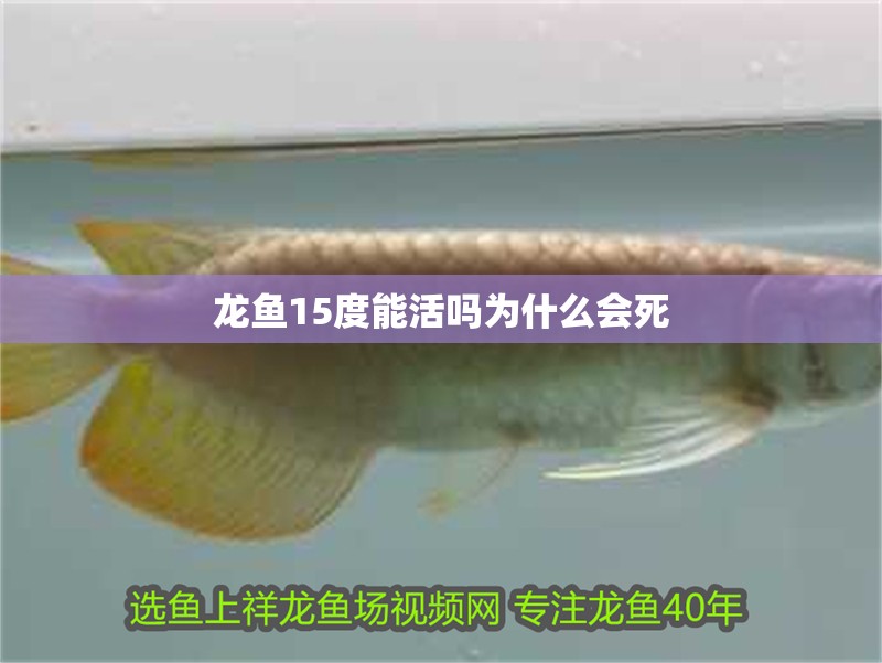 龍魚15度能活嗎為什么會死 龍魚15度能活嗎為什么會死 龍魚百科 第4張