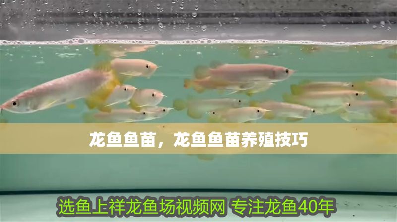 龍魚魚苗，龍魚魚苗養殖技巧