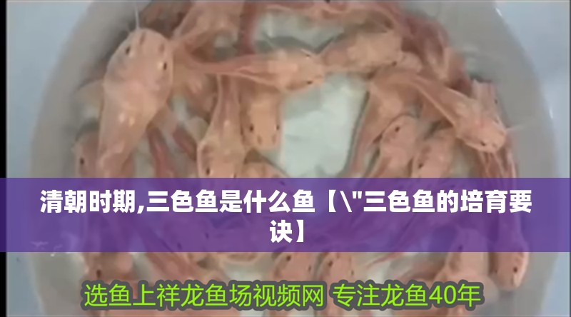 清朝時期,三色魚是什么魚【\