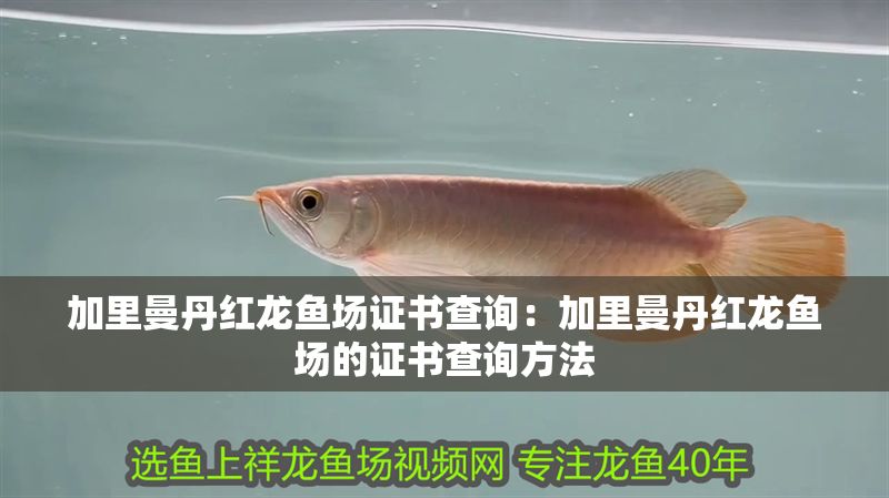 加里曼丹紅龍魚場證書查詢：加里曼丹紅龍魚場的證書查詢方法