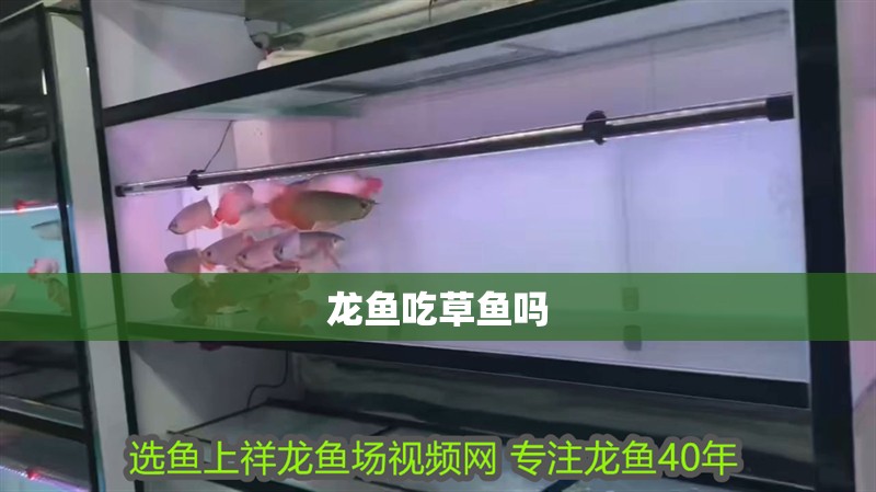 龍魚吃草魚嗎