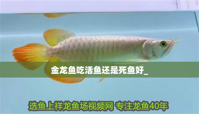金龍魚吃活魚還是死魚好_