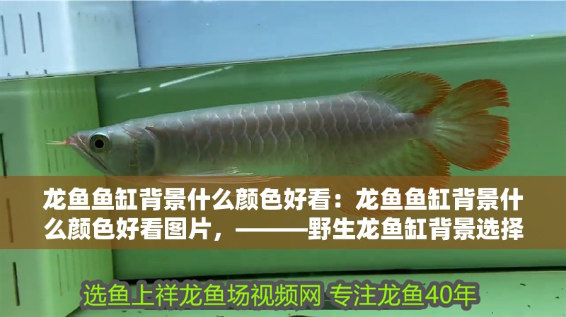 龍魚魚缸背景什么顏色好看：龍魚魚缸背景什么顏色好看圖片，———野生龍魚缸背景選擇深色系