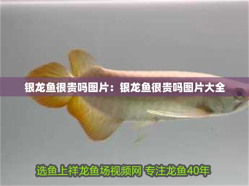 銀龍魚很貴嗎圖片：銀龍魚很貴嗎圖片大全