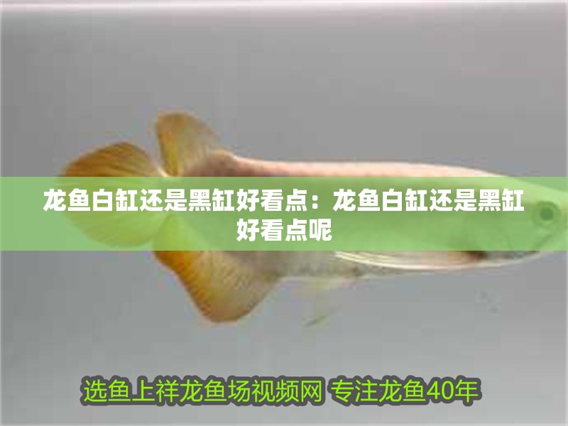 龍魚白缸還是黑缸好看點：龍魚白缸還是黑缸好看點呢