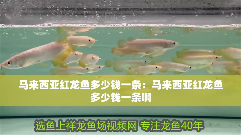 馬來西亞紅龍魚多少錢一條：馬來西亞紅龍魚多少錢一條啊