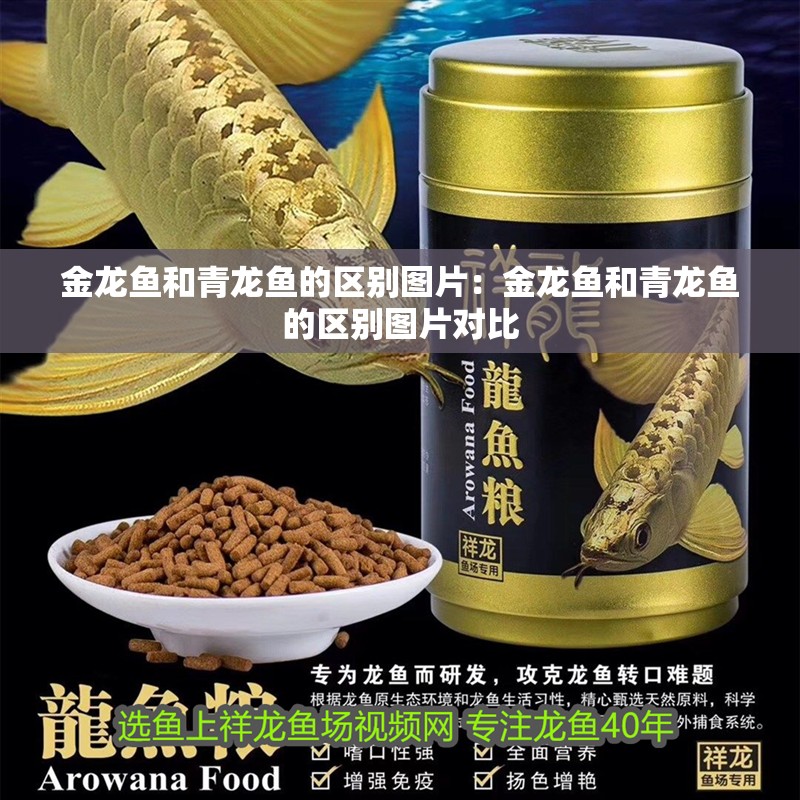 金龍魚和青龍魚的區別圖片：金龍魚和青龍魚的區別圖片對比