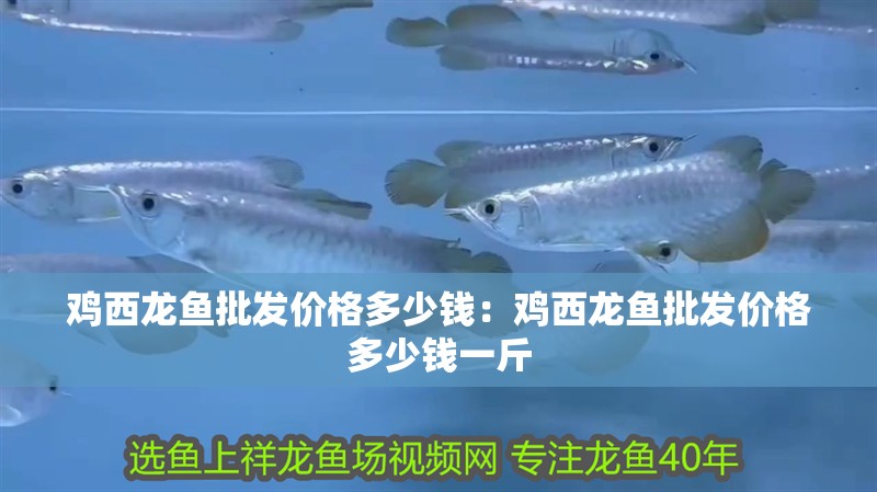 雞西龍魚批發價格多少錢：雞西龍魚批發價格多少錢一斤