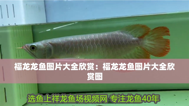 福龍龍魚圖片大全欣賞：福龍龍魚圖片大全欣賞圖