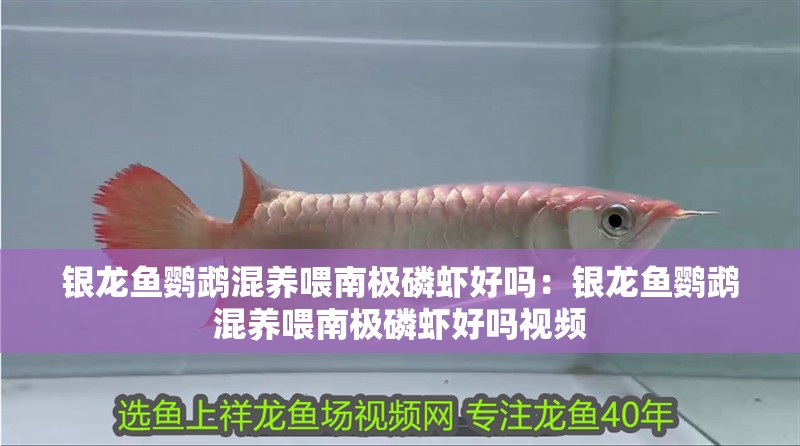 銀龍魚鸚鵡混養喂南極磷蝦好嗎：銀龍魚鸚鵡混養喂南極磷蝦好嗎視頻