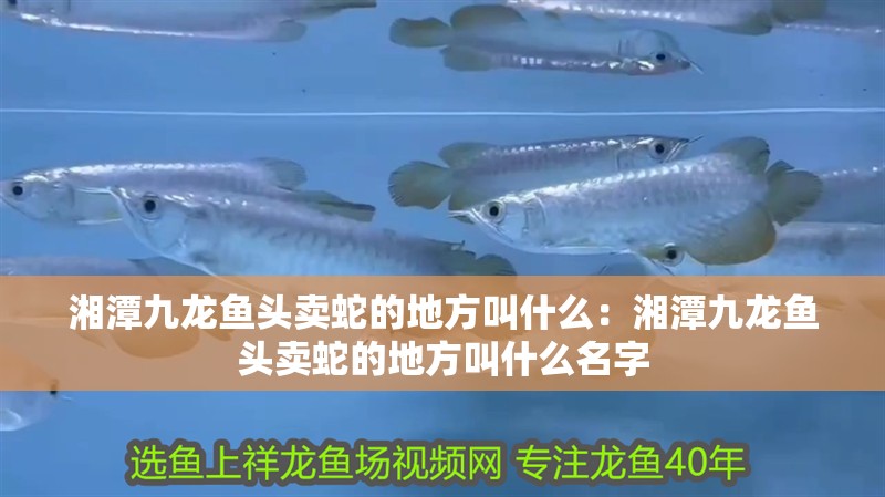 湘潭九龍魚頭賣蛇的地方叫什么：湘潭九龍魚頭賣蛇的地方叫什么名字 湘潭九龍魚頭賣蛇的地方叫什么：湘潭九龍魚頭賣蛇的地方叫什么名字 水族問答