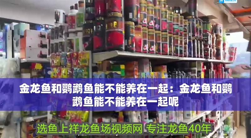金龍魚和鸚鵡魚能不能養在一起：金龍魚和鸚鵡魚能不能養在一起呢 金龍魚和鸚鵡魚能不能養在一起：金龍魚和鸚鵡魚能不能養在一起呢 水族問答