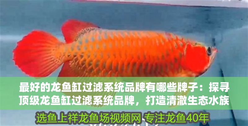 最好的龍魚缸過濾系統品牌有哪些牌子：探尋頂級龍魚缸過濾系統品牌，打造清澈生態水族世界