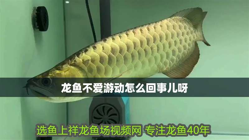 龍魚不愛游動怎么回事兒呀 龍魚不愛游動怎么回事兒呀 龍魚百科 第2張