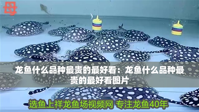 龍魚什么品種最貴的最好看：龍魚什么品種最貴的最好看圖片