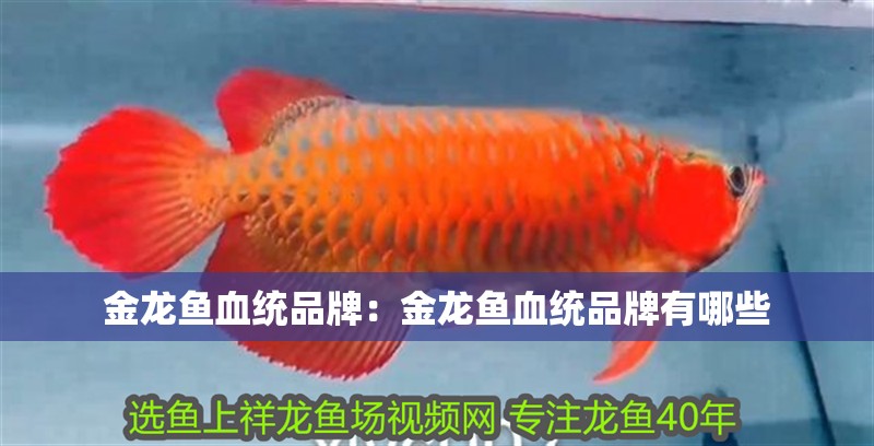 金龍魚血統品牌：金龍魚血統品牌有哪些