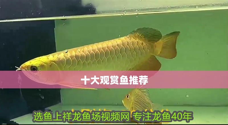 十大觀賞魚推薦