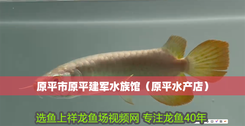 原平市原平建軍水族館(原平水產店) 全國水族館企業名錄 第2張 原平市原平建軍水族館(原平水產店) 原平市原平建軍水族館(原平水產店) 全國水族館企業名錄 第2張