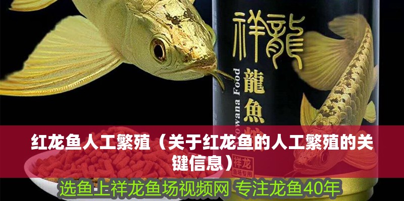 紅龍魚人工繁殖（關于紅龍魚的人工繁殖的關鍵信息）
