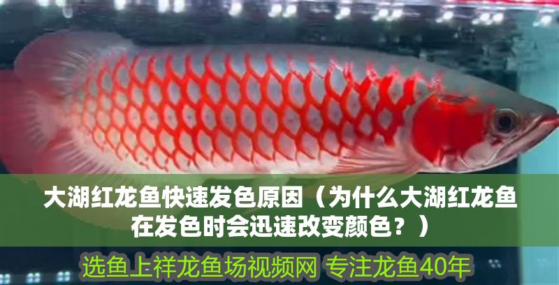 大湖紅龍魚快速發色原因（為什么大湖紅龍魚在發色時會迅速改變顏色？）