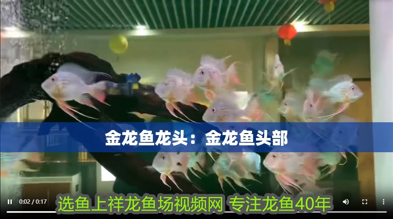 金龍魚龍頭：金龍魚頭部