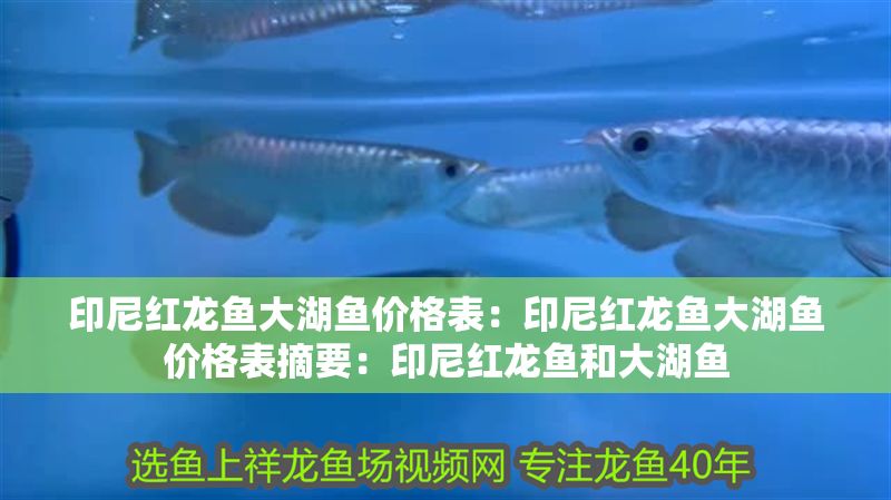 印尼紅龍魚大湖魚價格表：印尼紅龍魚大湖魚價格表摘要：印尼紅龍魚和大湖魚 印尼紅龍魚大湖魚價格表：印尼紅龍魚大湖魚價格表摘要：印尼紅龍魚和大湖魚 大湖紅龍魚百科 第2張