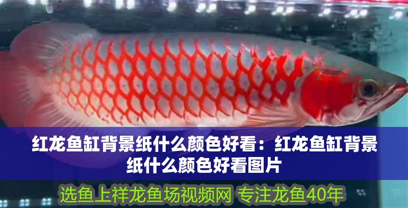 紅龍魚缸背景紙什么顏色好看：紅龍魚缸背景紙什么顏色好看圖片