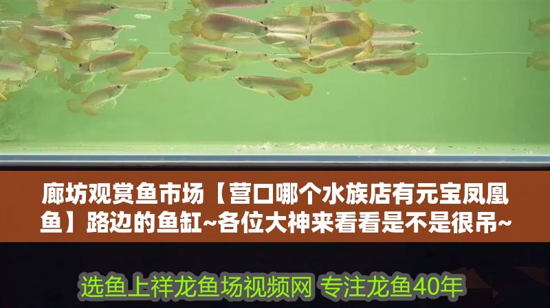 廊坊觀賞魚市場【營口哪個水族店有元寶鳳凰魚】路邊的魚缸~各位大神來看看是不是很吊~ 廊坊觀賞魚市場【營口哪個水族店有元寶鳳凰魚】路邊的魚缸~各位大神來看看是不是很吊~ 元寶鳳凰魚百科 第1張