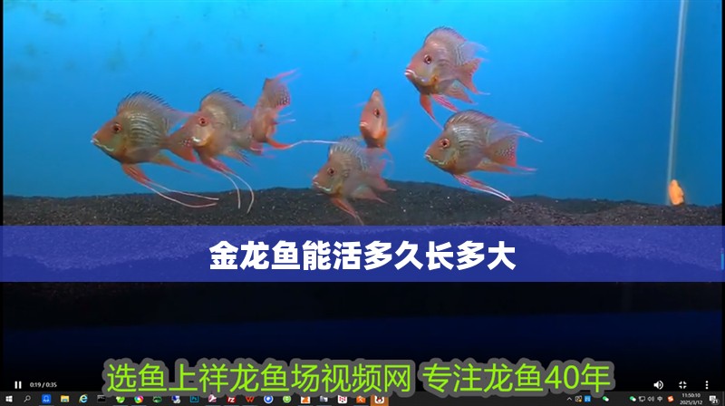 金龍魚能活多久長多大
