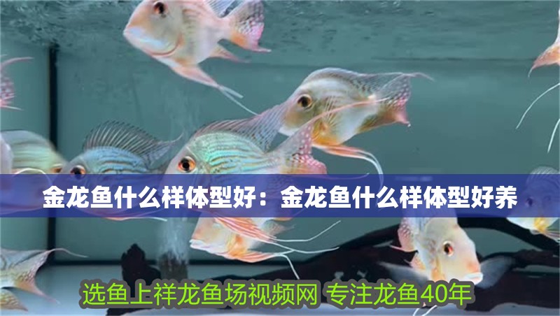 金龍魚什么樣體型好：金龍魚什么樣體型好養