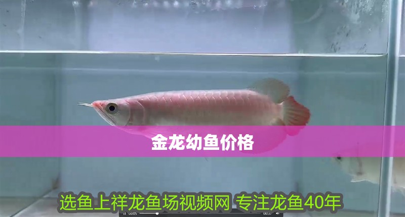 金龍幼魚價格 龍魚百科 第2張 金龍幼魚價格 金龍幼魚價格 龍魚百科 第2張