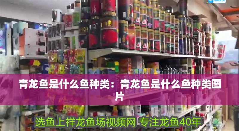 青龍魚是什么魚種類：青龍魚是什么魚種類圖片