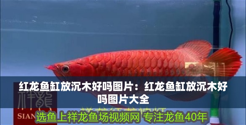 紅龍魚缸放沉木好嗎圖片：紅龍魚缸放沉木好嗎圖片大全 紅龍魚缸放沉木好嗎圖片：紅龍魚缸放沉木好嗎圖片大全 水族問答
